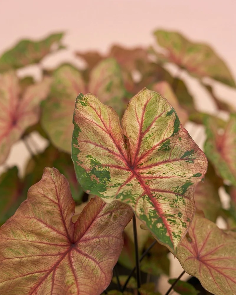 Caladium 'Autumn Beauty'