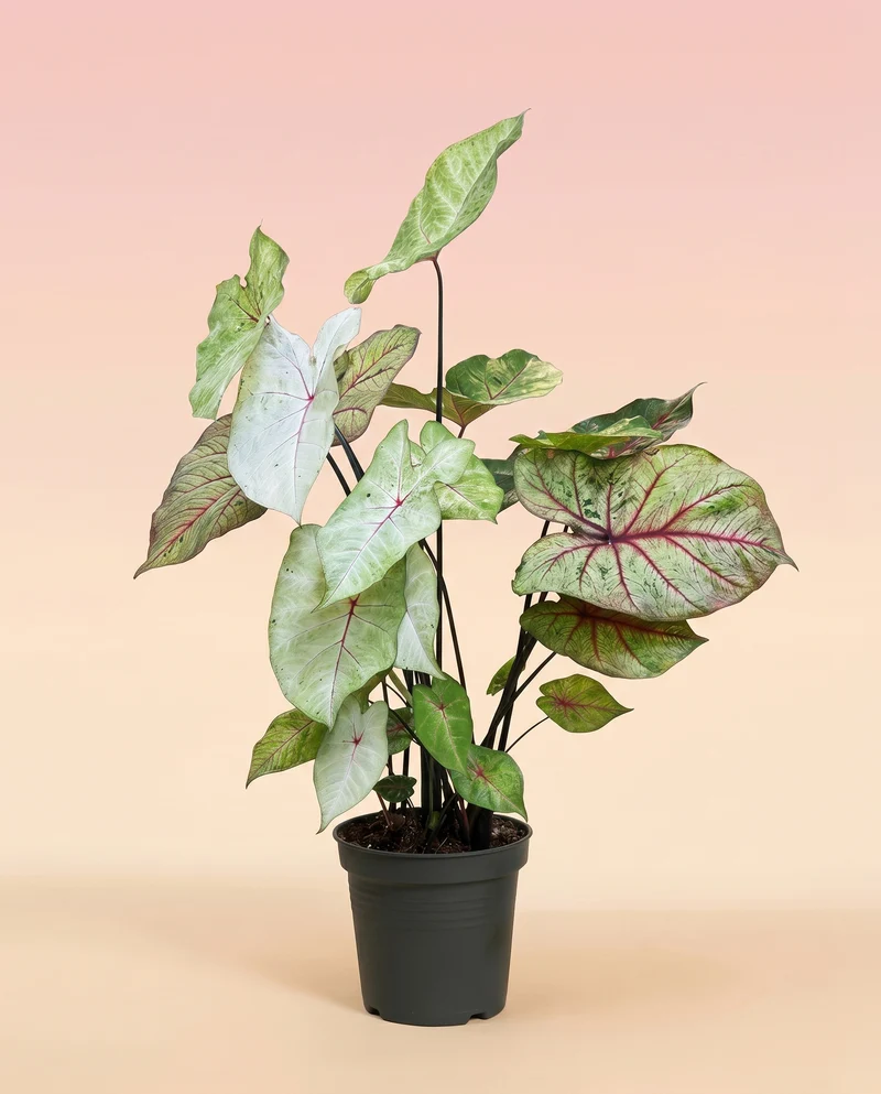 Caladium 'Autumn Beauty'