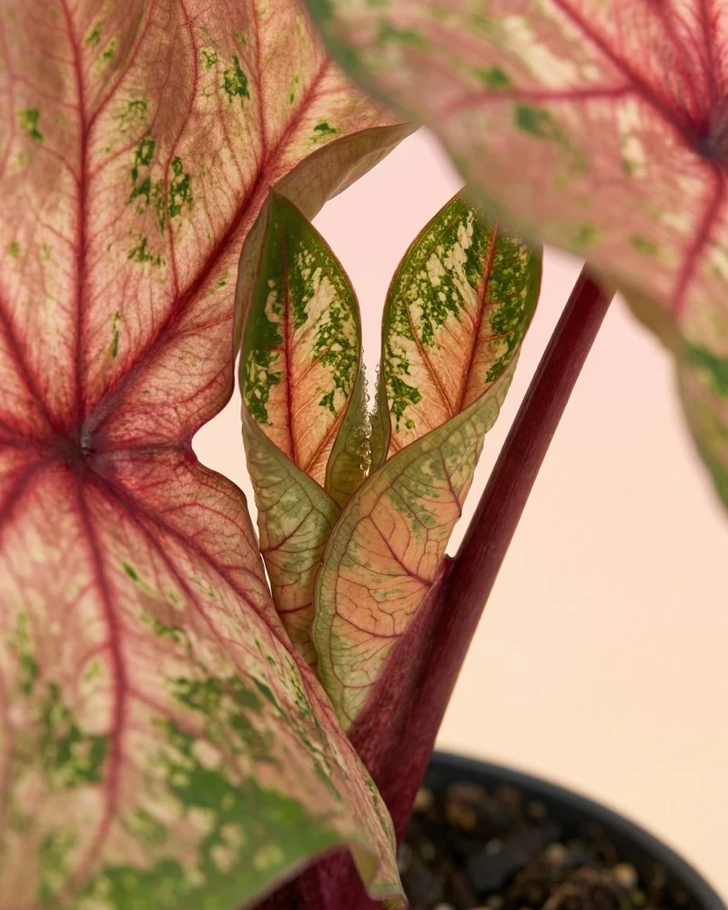 Caladium 'Autumn Beauty'