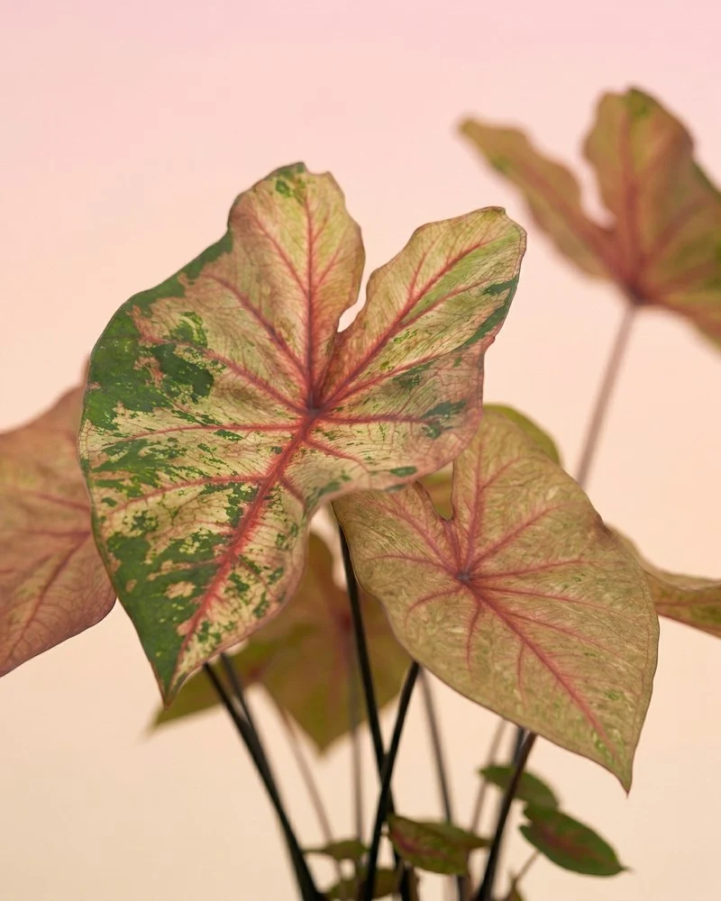 Caladium 'Autumn Beauty'