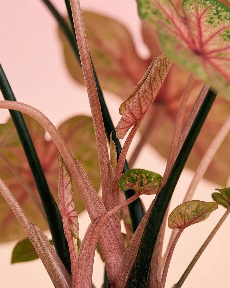 Caladium 'Autumn Beauty'