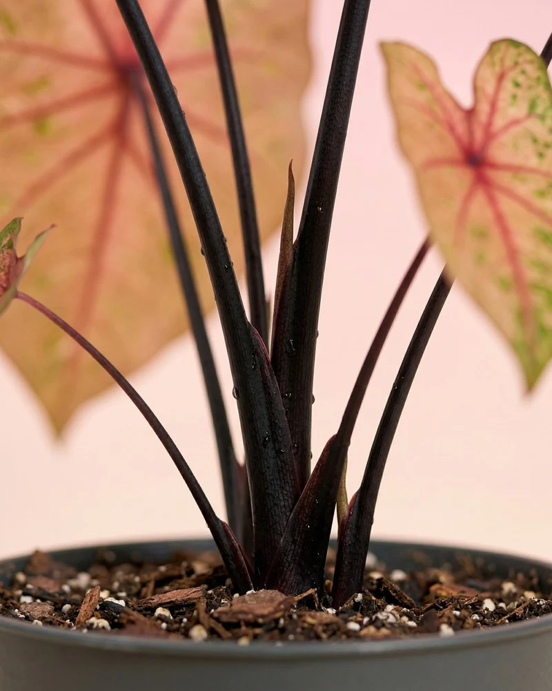 Caladium 'Autumn Beauty'