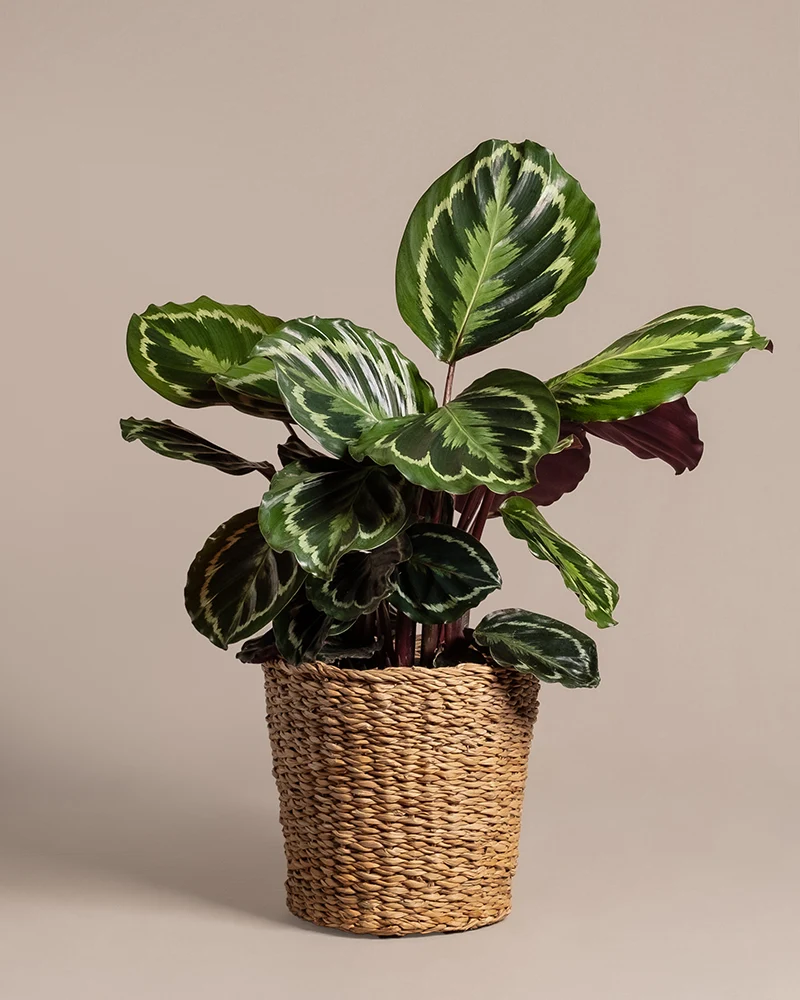 Pflanzkorb aus Seegras (Kesat | 25 cm ⌀)