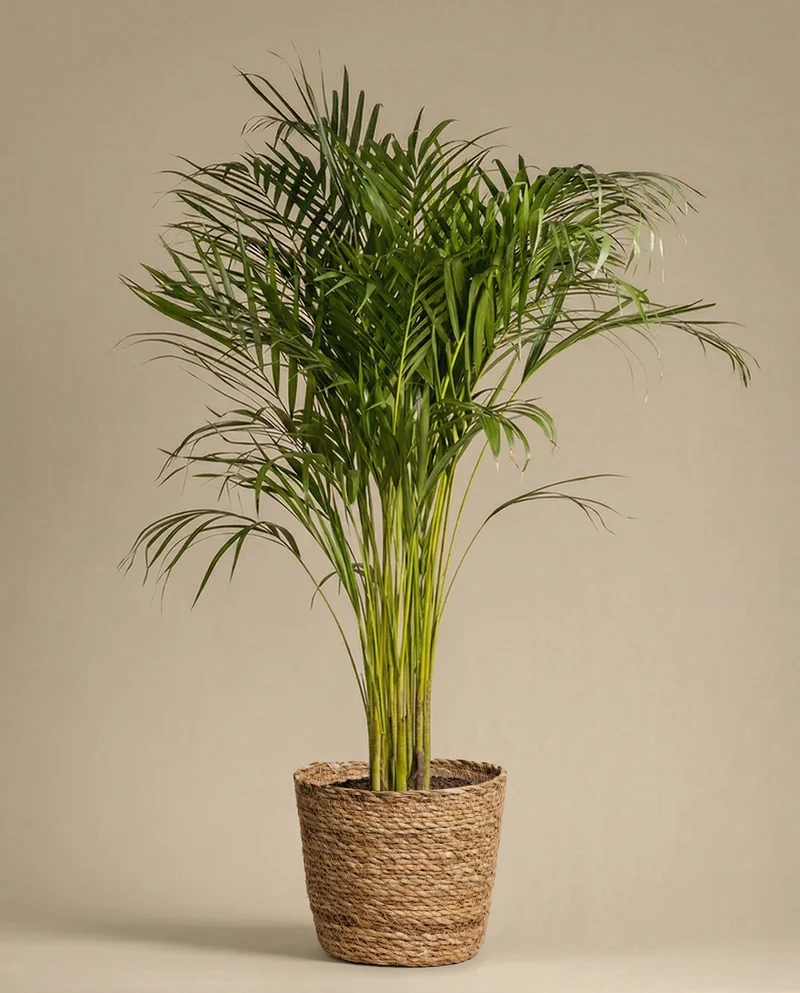 Pflanzkorb aus Seegras (Kesat | 30 cm ⌀)