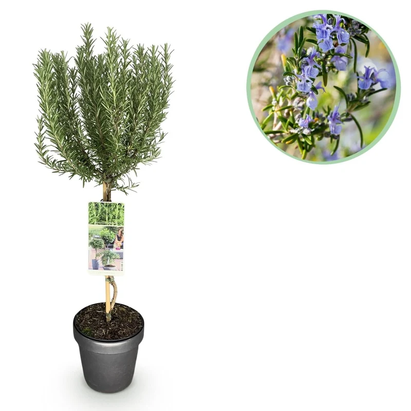 Rosmarinus officinalis - Terrassen Pflanze - Topf 19cm Höhe 90cm