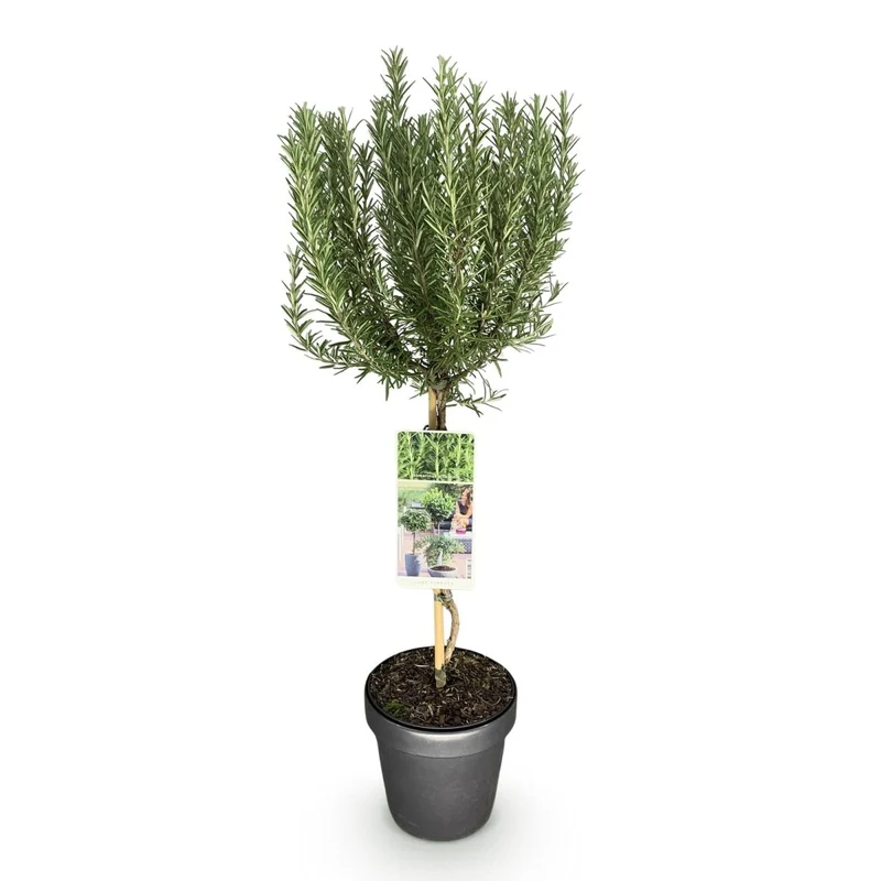 Rosmarinus officinalis - Terrassen Pflanze - Topf 19cm Höhe 90cm