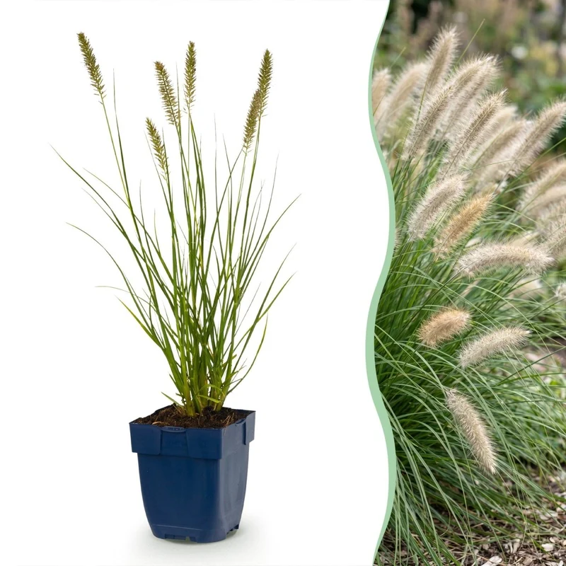 Pennisetum alop. Hameln - Lampenputzergras - 1 Pflanzen - Topf 11cm - Höhe 15-25cm