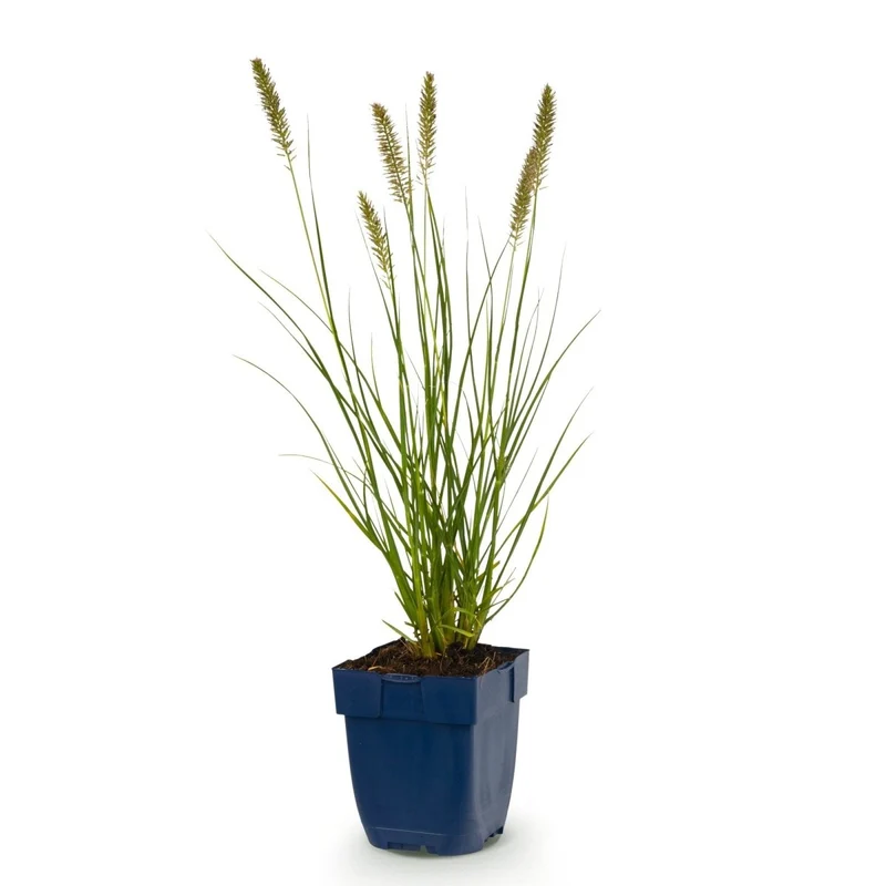 Pennisetum alop. Hameln - Lampenputzergras - 1 Pflanzen - Topf 11cm - Höhe 15-25cm