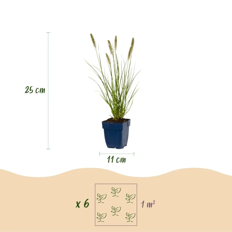 Pennisetum alop. Hameln - Lampenputzergras - 1 Pflanzen - Topf 11cm - Höhe 15-25cm