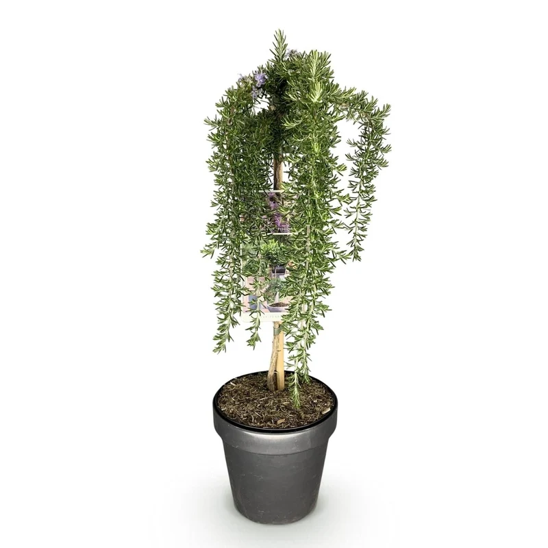 Rosmarinus officinalis Prostratus - Terrassenpflanze - Topf 19cm Höhe 70 - 90cm