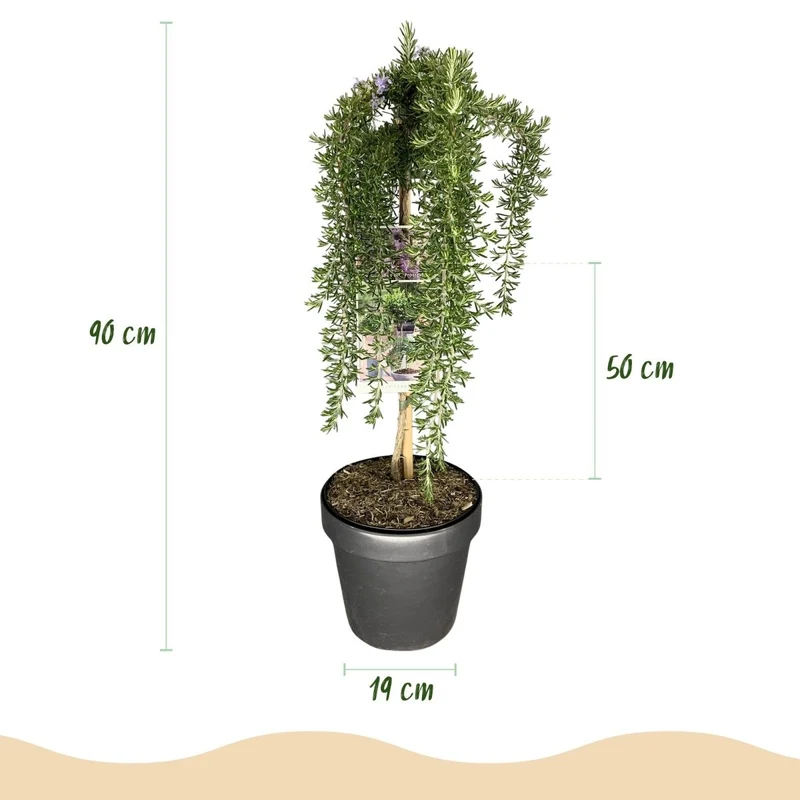 Rosmarinus officinalis Prostratus - Terrassenpflanze - Topf 19cm Höhe 70 - 90cm