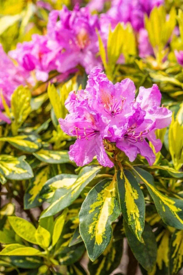 Rhododendron 'Goldflimmer' – Panaschiertes Laub, lila Blüten – 40-45 cm