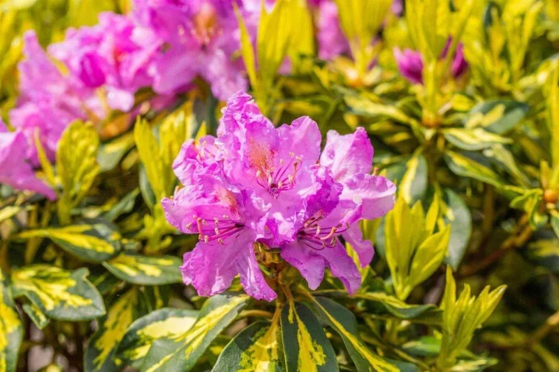 Rhododendron 'Goldflimmer' – Panaschiertes Laub, lila Blüten – 40-45 cm