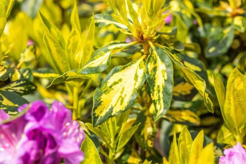 Rhododendron 'Goldflimmer' – Panaschiertes Laub, lila Blüten – 40-45 cm