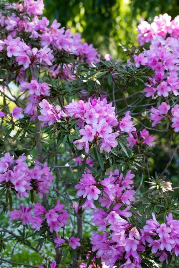 Rhododendron 'Graziella' – Rosa Blüten, schmales Laub – 40-50 cm