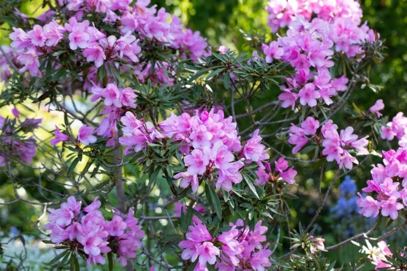 Rhododendron 'Graziella' – Rosa Blüten, schmales Laub – 40-50 cm