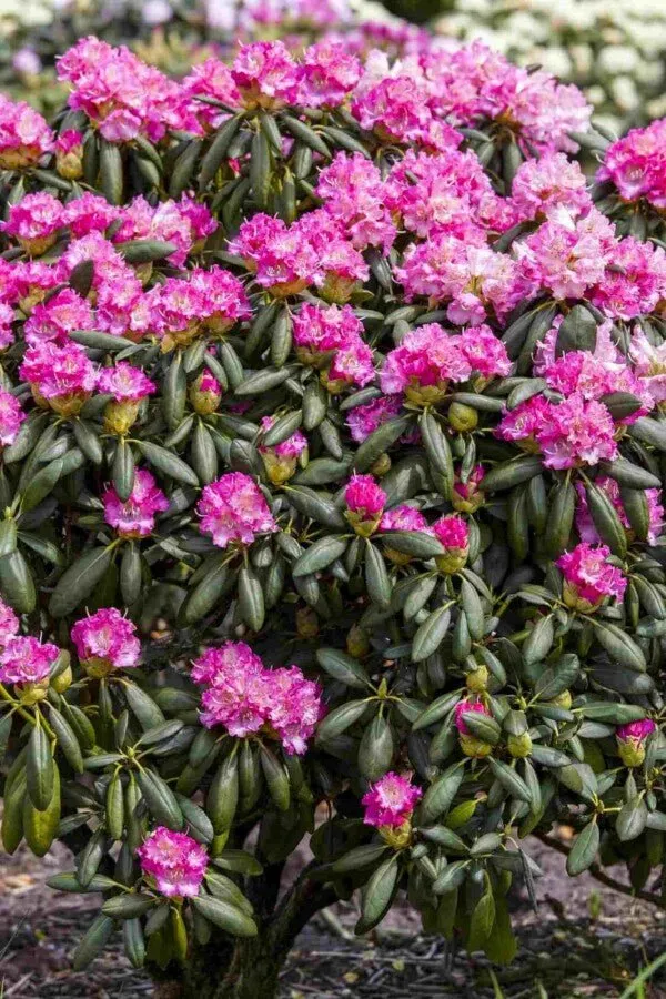Rhododendron 'Germania' – Rosa Blüten – 30-40 cm