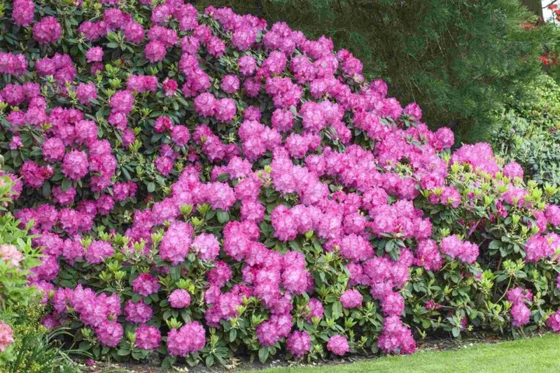 Rhododendron 'Germania' – Rosa Blüten – 30-40 cm