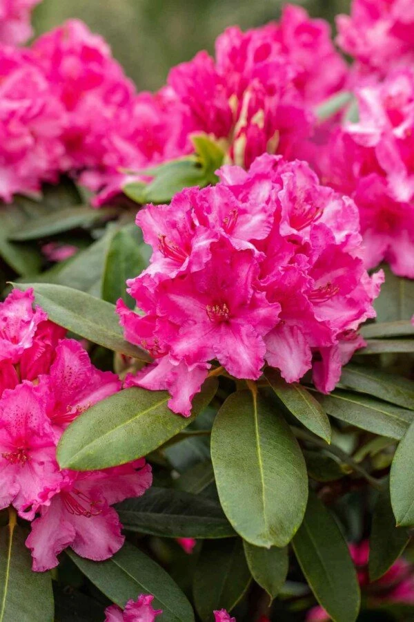 Rhododendron 'Germania' – Rosa Blüten – 30-40 cm