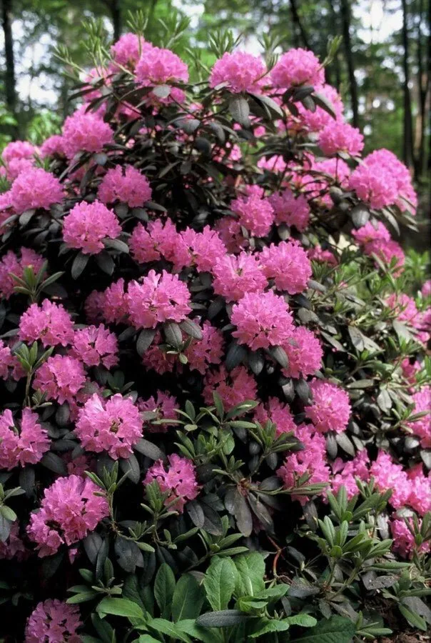 Rhododendron 'Roseum Elegans' – Lilarosa Blüten – 40-50 cm