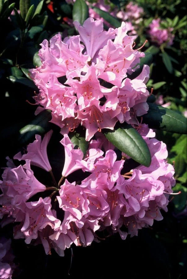 Rhododendron 'Roseum Elegans' – Lilarosa Blüten – 40-50 cm