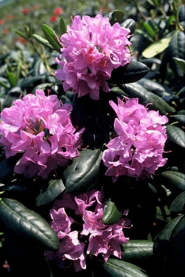 Rhododendron 'Roseum Elegans' – Lilarosa Blüten – 40-50 cm