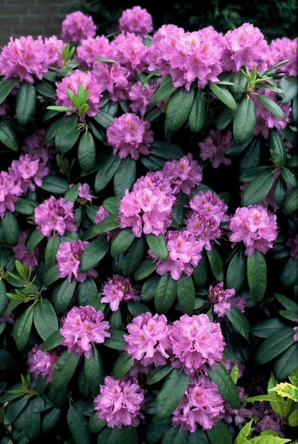 Rhododendron 'Catawbiense Grandiflorum' – Lila Blüten – 40-45 cm
