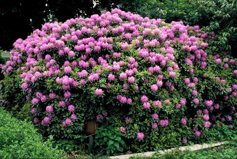 Rhododendron 'Catawbiense Grandiflorum' – Lila Blüten – 40-45 cm