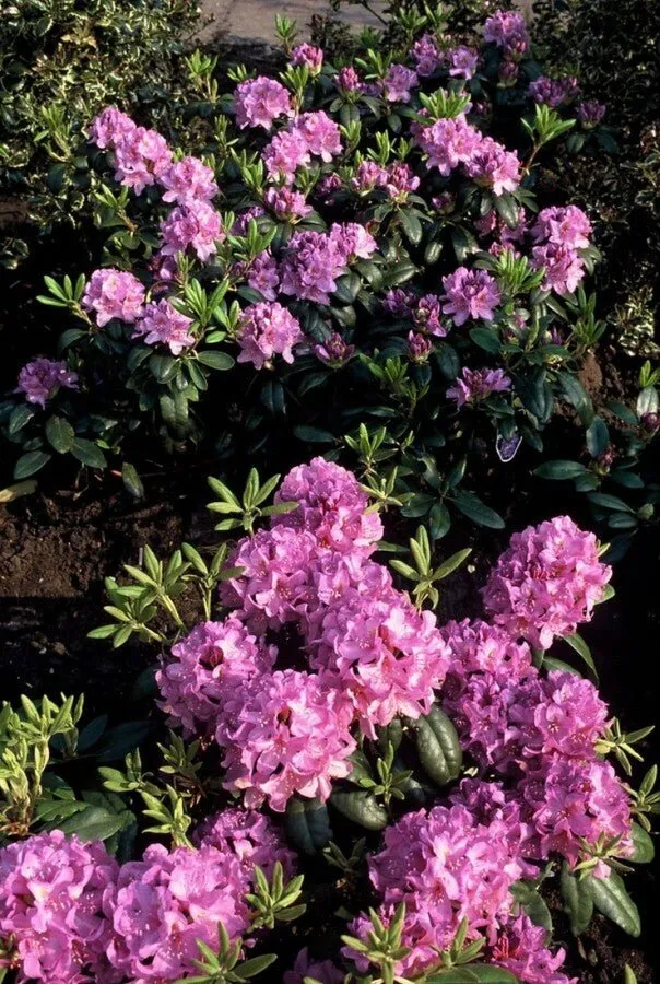 Rhododendron 'Catawbiense Grandiflorum' – Lila Blüten – 40-45 cm