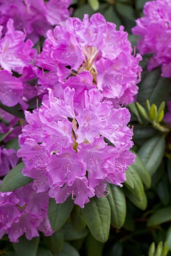 Rhododendron catawbiense 'Boursault' – Lilarosa Blüten – 40-45 cm
