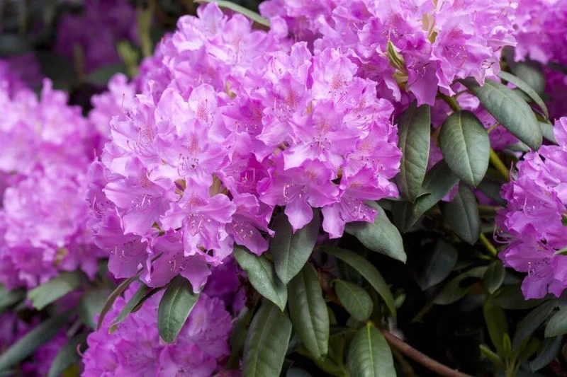 Rhododendron catawbiense 'Boursault' – Lilarosa Blüten – 40-45 cm