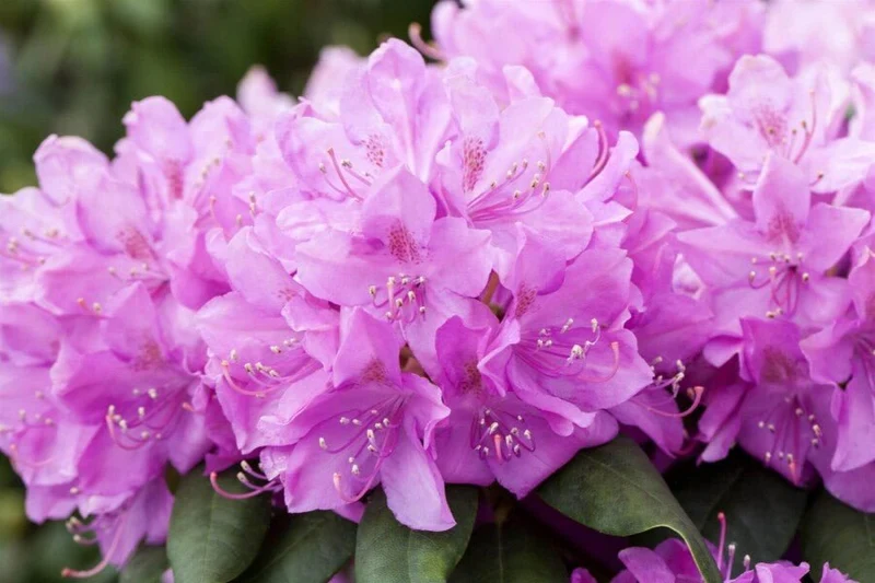 Rhododendron catawbiense 'Boursault' – Lilarosa Blüten – 40-45 cm