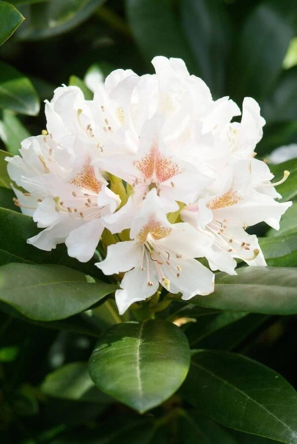 Rhododendron 'Cunningham's White' – Weiße Blüten – 40-50 cm