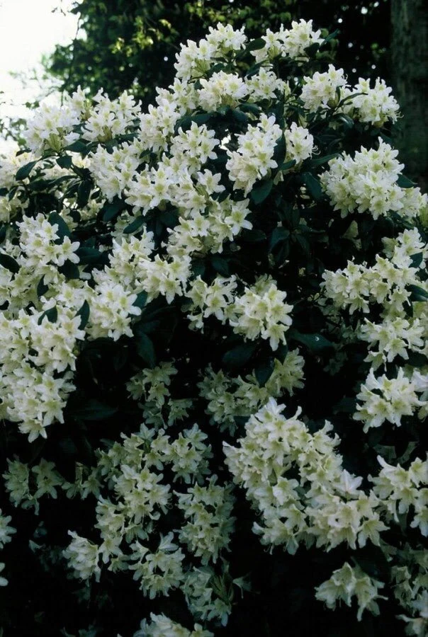 Rhododendron 'Cunningham's White' – Weiße Blüten – 40-50 cm