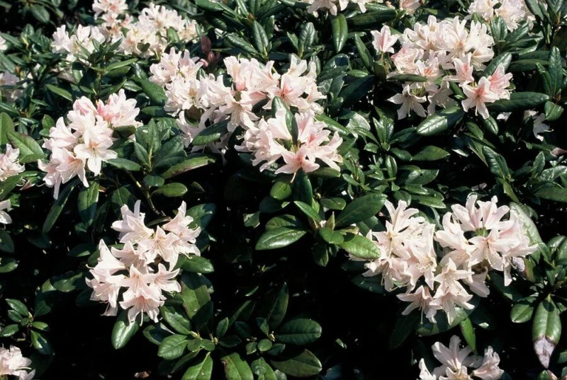 Rhododendron 'Cunningham's White' – Weiße Blüten – 40-50 cm