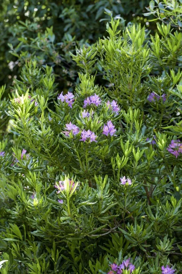 Rhododendron ponticum – Lila Blüten – 30-40 cm