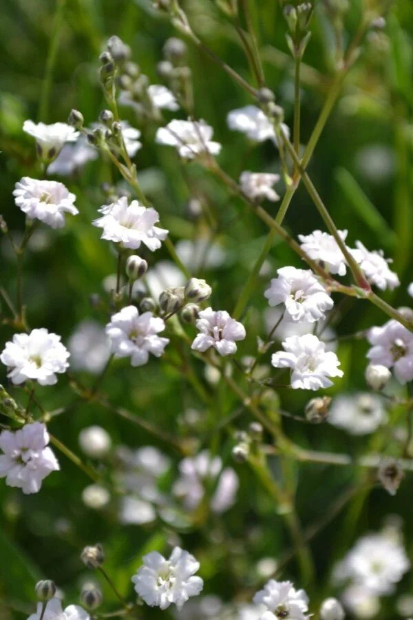 Schleierkraut 'Rosenschleier' (Gypsophila paniculata) – Pastellfarbene Blütenwolken – 5–10 cm – 6er/12er-Set