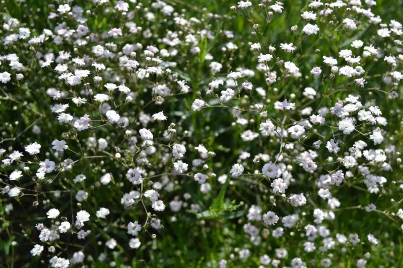 Schleierkraut 'Rosenschleier' (Gypsophila paniculata) – Pastellfarbene Blütenwolken – 5–10 cm – 6er/12er-Set