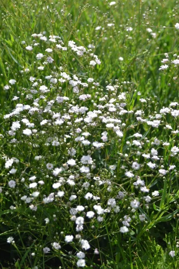 Schleierkraut 'Rosenschleier' (Gypsophila paniculata) – Pastellfarbene Blütenwolken – 5–10 cm – 6er/12er-Set