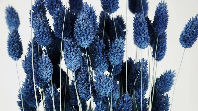 Phalaris getrocknet - 1 Bund - Blau