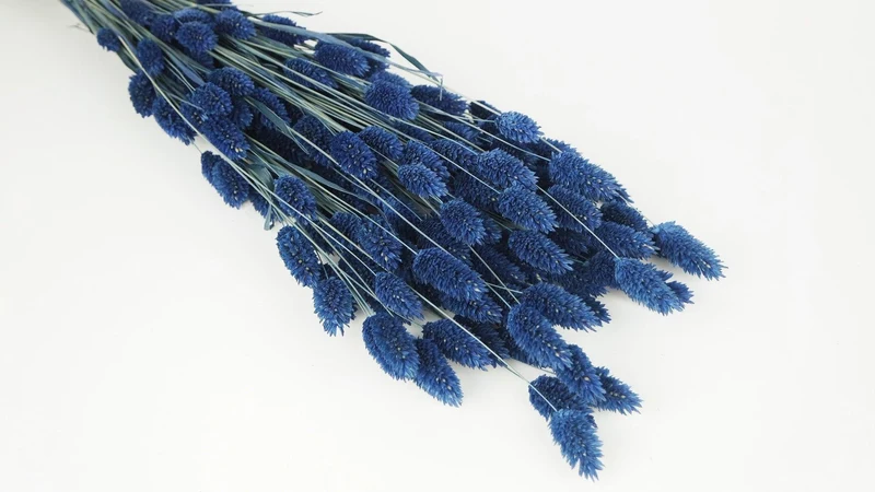 Phalaris getrocknet - 1 Bund - Blau