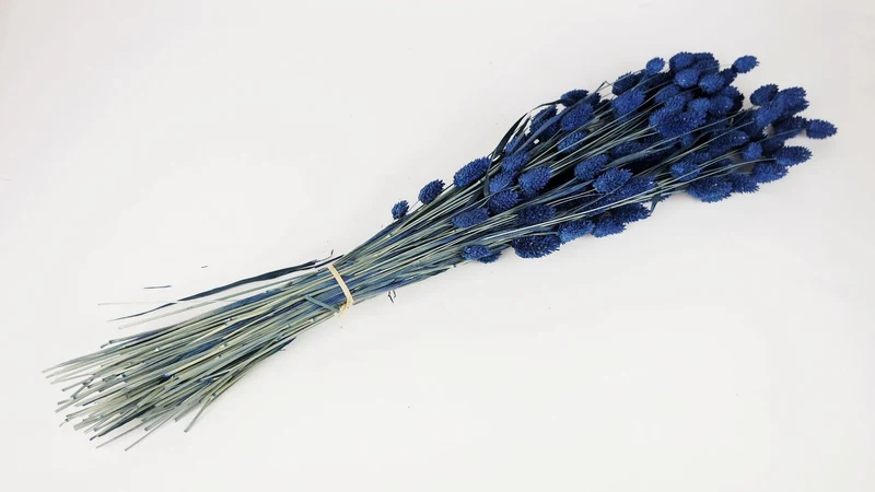 Phalaris getrocknet - 1 Bund - Blau