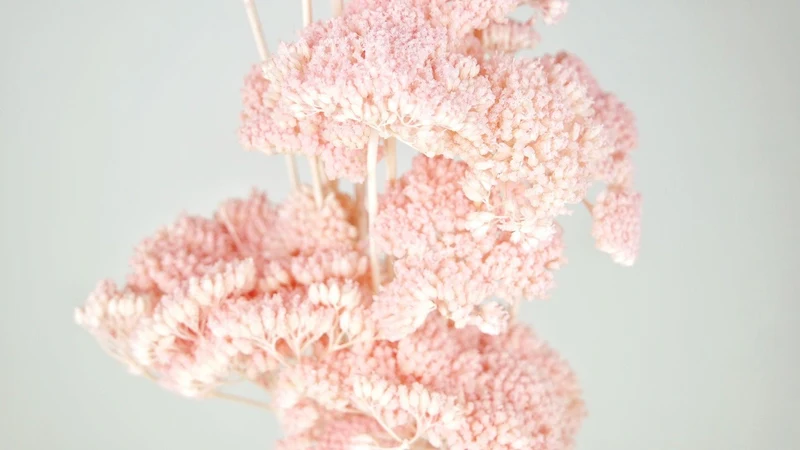 Achillea Filipendula getrocknet - 1 Bund - Hellrosa
