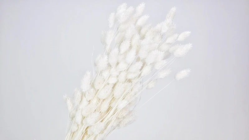 Phalaris getrocknet - 1 Bund - Weiß