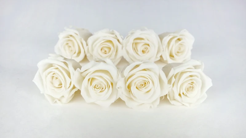 Stabilisierte Rosen Kiara 5 cm - 8 Stück - Pearl white