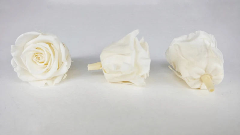Stabilisierte Rosen Kiara 5 cm - 8 Stück - Pearl white