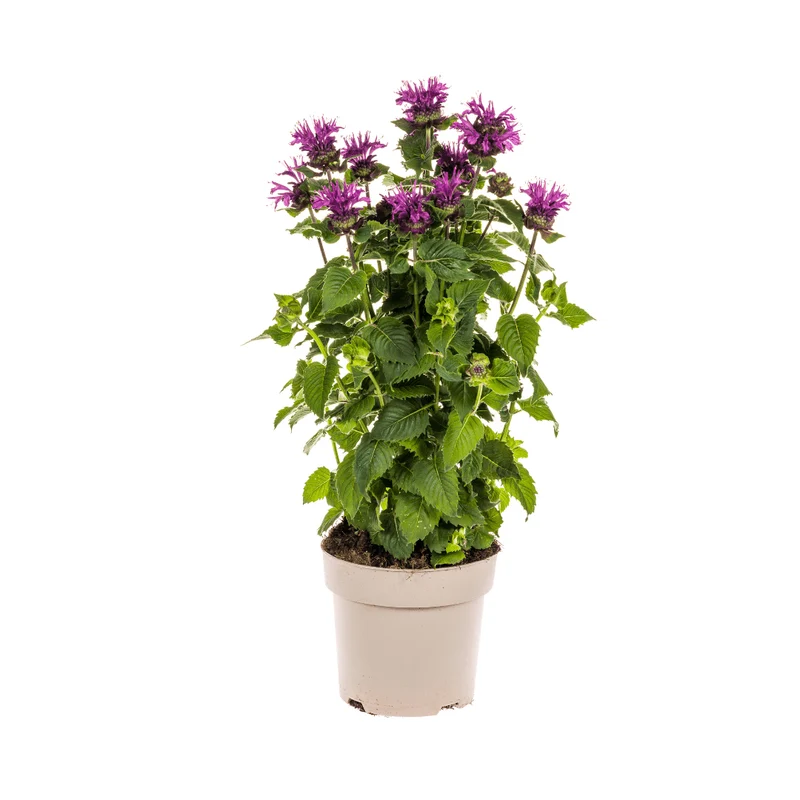 Monarda didyma ‘Purple’ – Indianernessel Ø 19 cm | Höhe 45–60 cm