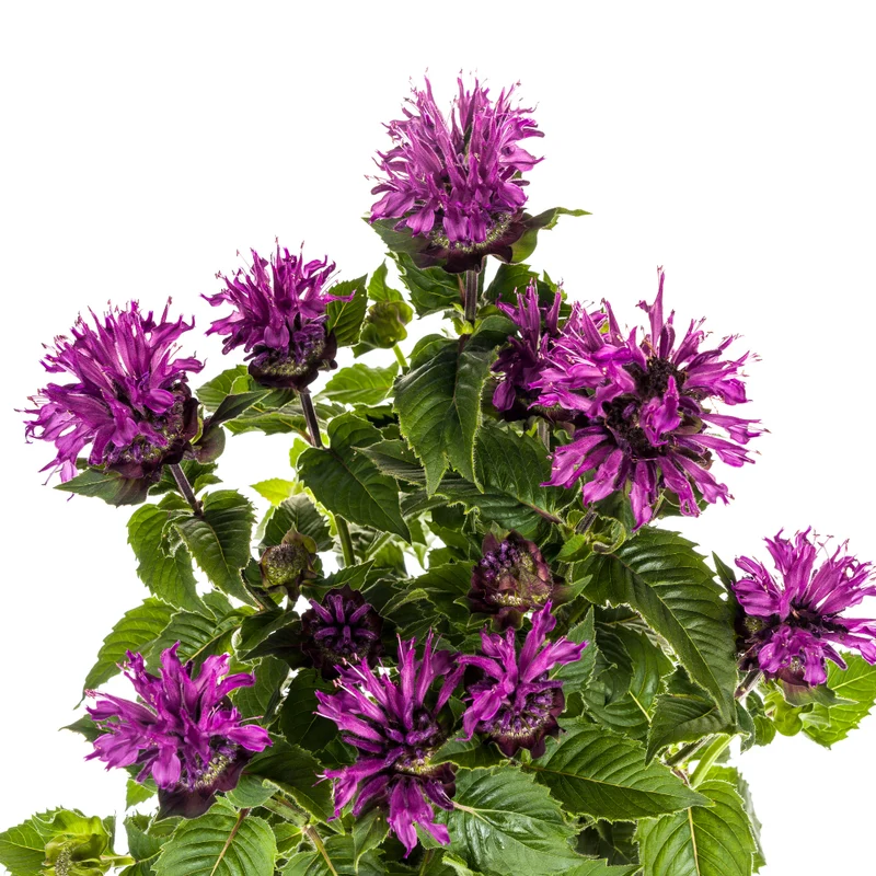 Monarda didyma ‘Purple’ – Indianernessel Ø 19 cm | Höhe 45–60 cm