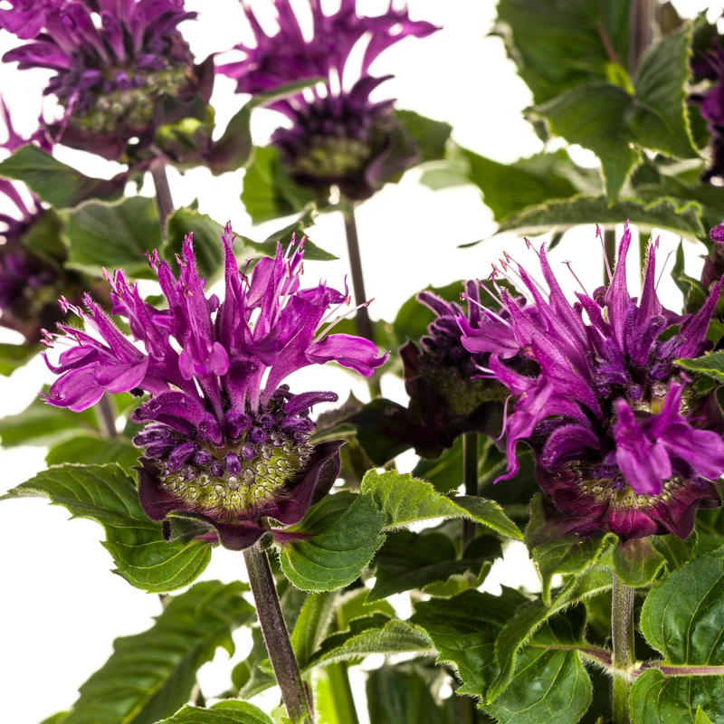 Monarda didyma ‘Purple’ – Indianernessel Ø 19 cm | Höhe 45–60 cm