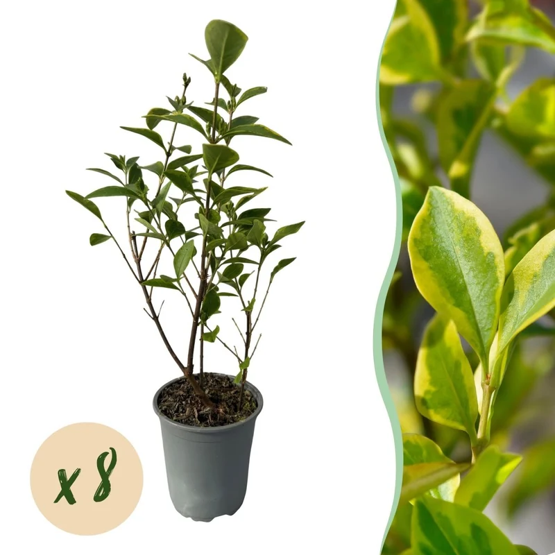 Ligustrum 'Aureum' – 8 Heckenpflanzen für 1 lfm | Immergrün & pflegeleicht